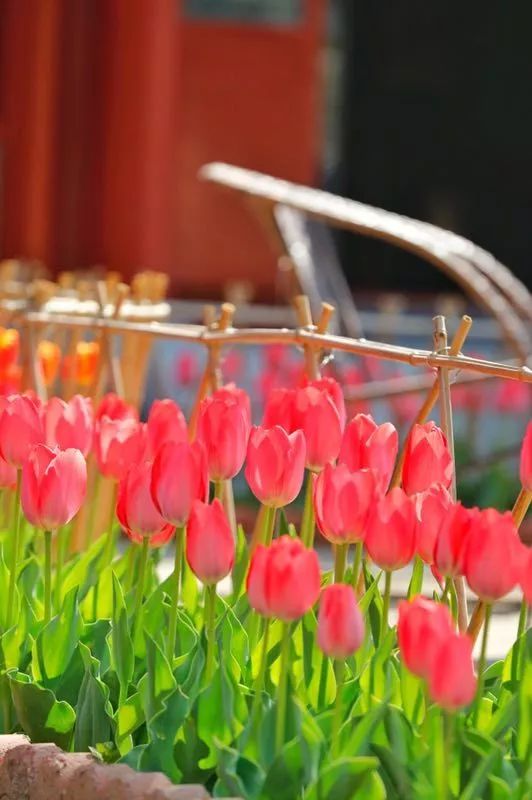 五塔寺内的郁金香|花期已过 我们明年再会