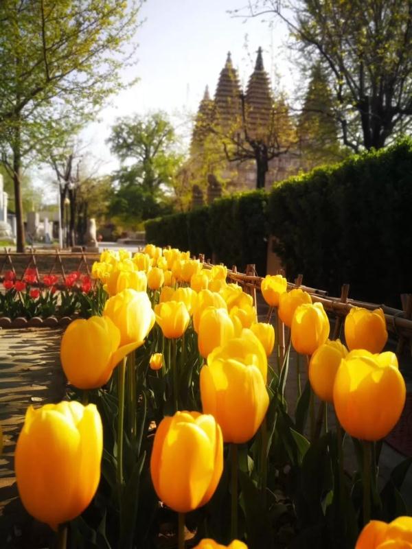 五塔寺内的郁金香|花期已过 我们明年再会