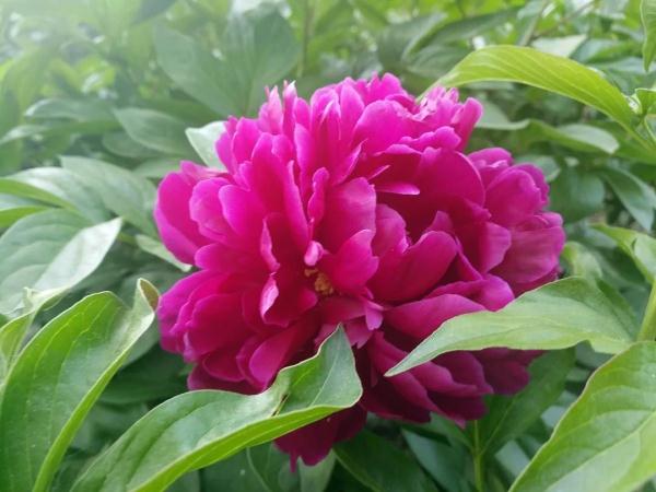 新增11个景点！这个家门口的免费公园，牡丹芍药开得正好！