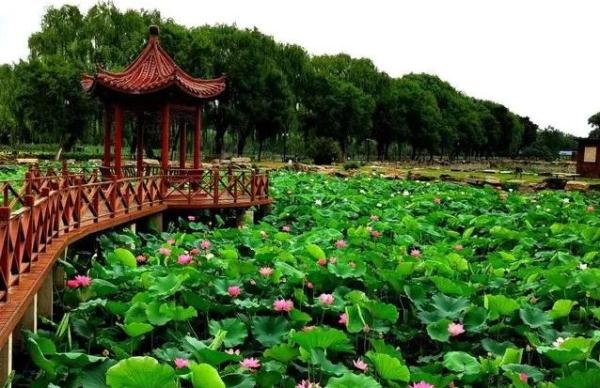 这个公园号称“小西湖”，夏日荷花绽放，园内幽静美好