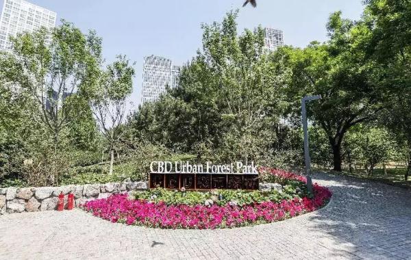 CBD建起首个城市森林公园