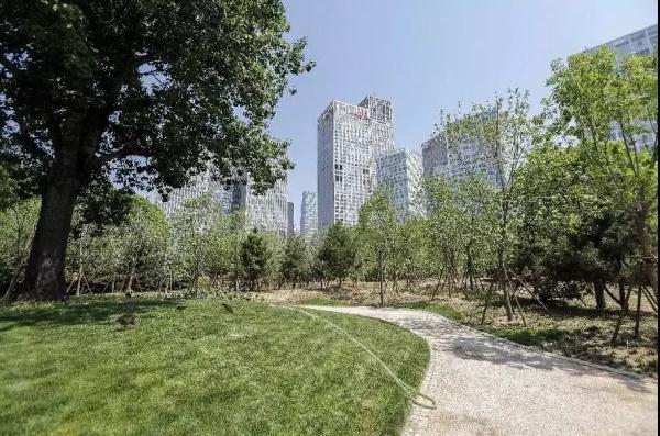 CBD建起首个城市森林公园