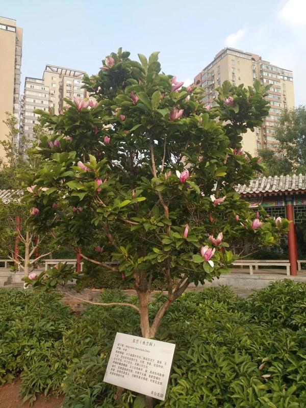 惊艳！玉兰花开了，就在北京四环边上这个免费又好玩的公园！
