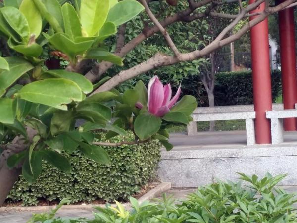 惊艳！玉兰花开了，就在北京四环边上这个免费又好玩的公园！