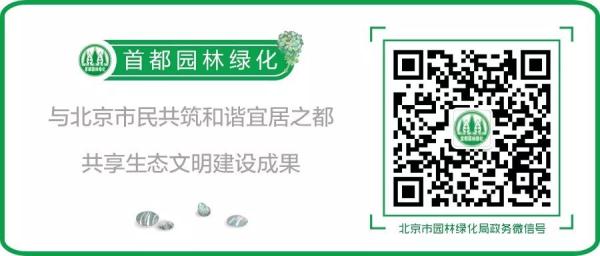 九搂十八杈跨越千年沧桑，古柏“寿星”今天依旧“年青”