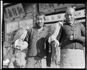 清宫廷对养鹰很重视，内务府专门设有鹰狗处。“上有好者，下必有焉”，养鹰之风也逐渐传至北京民间。