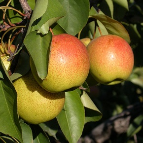 燕山脚下的密云贡果 燕山脚下的密云贡果