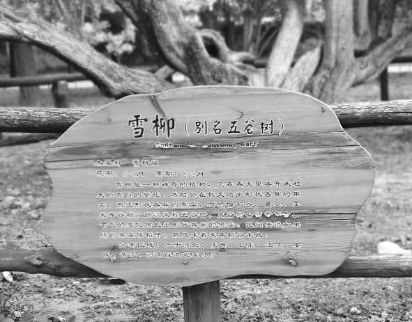 香山“五谷树”