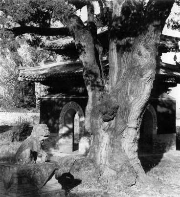 上世纪三四十年代，大觉寺内柏树及石狮、碑亭。