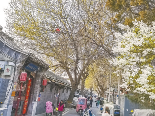 宝钞胡同春天一角。