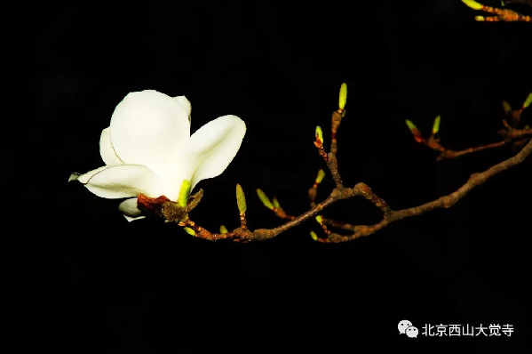 大觉寺清代迦陵禅师的衣钵传人——佛泉和尚