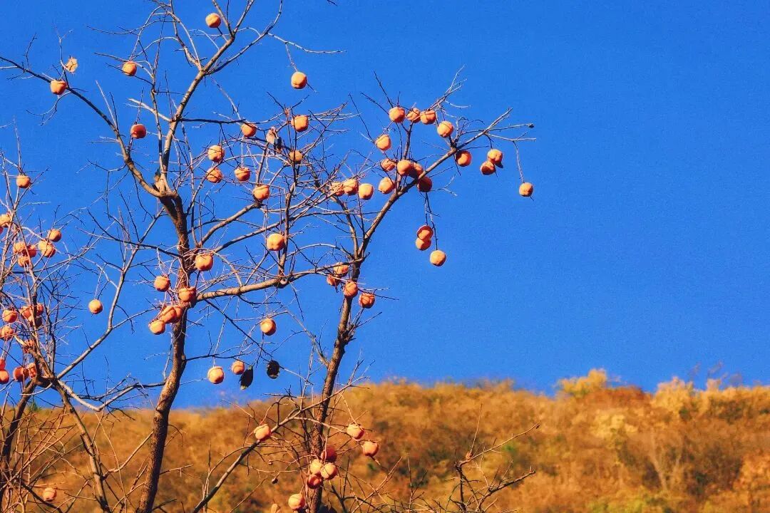 初秋→深秋,昌平这7条赏秋线路必冲 初秋→深秋,昌平这7条赏秋线路必冲