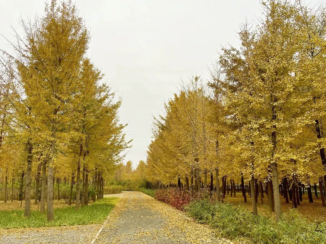 顺义秋日精品线 从银杏到浅山的斑斓之旅 顺义秋日精品线 从银杏到浅山的斑斓之旅