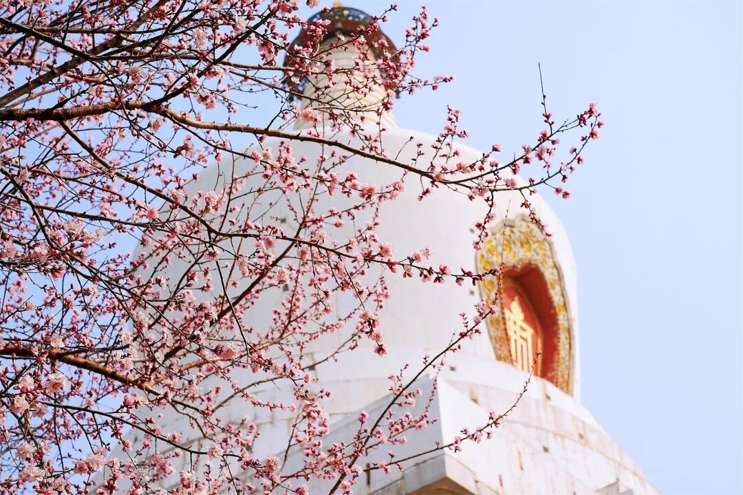 北京公园的花开了！6条路线 景好人少