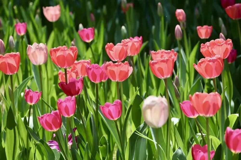 走！沿着“北京大视听”路线，赴一场春日花约