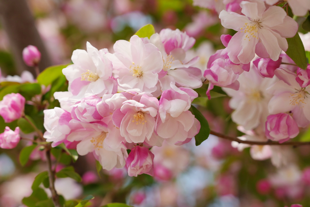 走！沿着“北京大视听”路线，赴一场春日花约