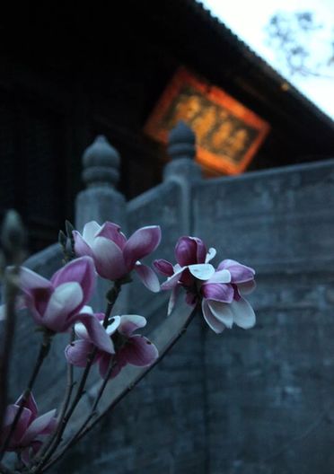 大觉寺文化 |古寺兰香大觉寺的古玉兰