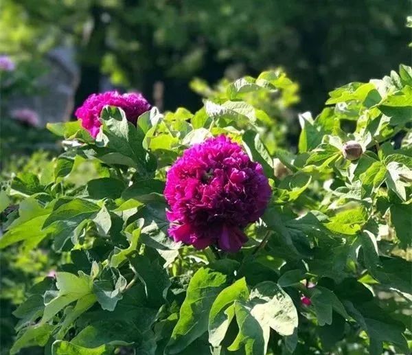 唯有牡丹真国色 花开时节动京城
