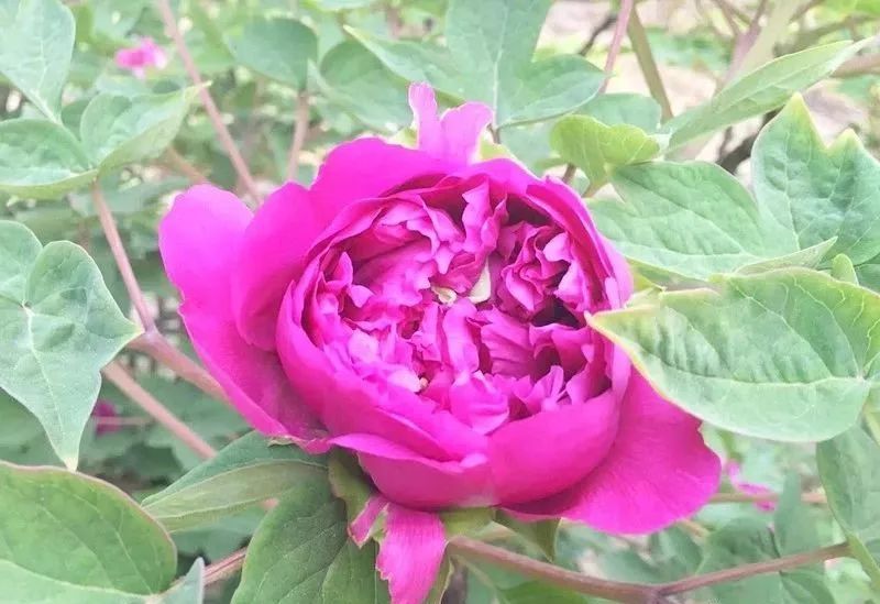 唯有牡丹真国色 花开时节动京城