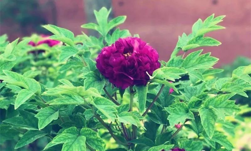 唯有牡丹真国色 花开时节动京城