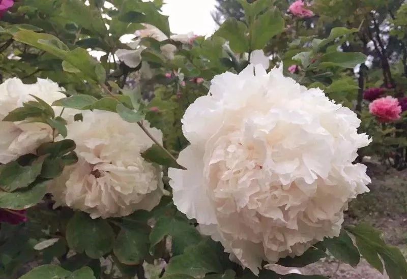 唯有牡丹真国色 花开时节动京城