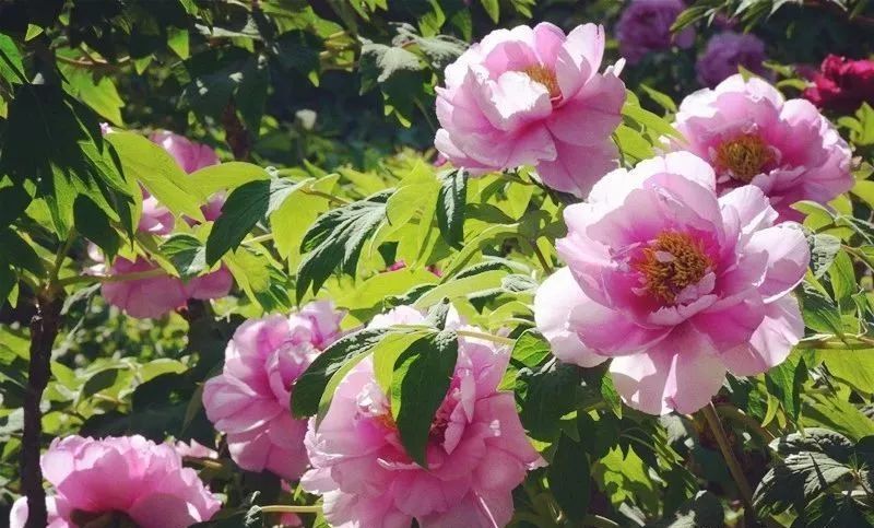 唯有牡丹真国色 花开时节动京城