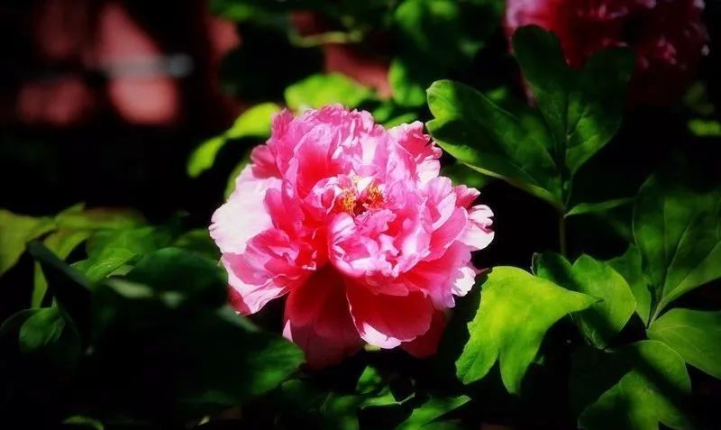 唯有牡丹真国色 花开时节动京城