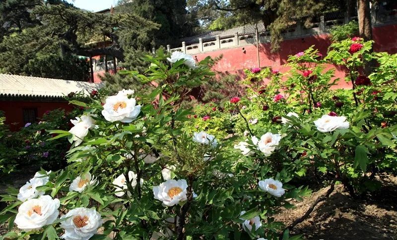 唯有牡丹真国色 花开时节动京城
