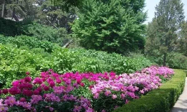 唯有牡丹真国色 花开时节动京城