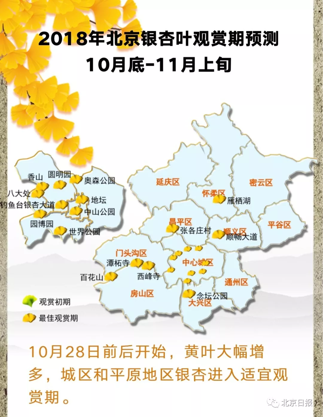 北京银杏进入观赏期，最美的秋天就藏在这些地方