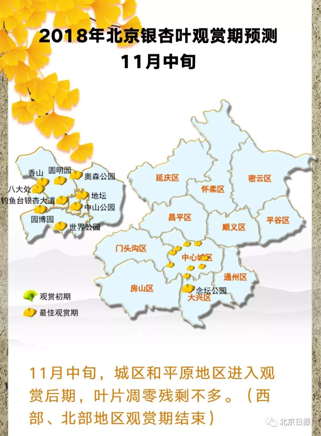 北京银杏进入观赏期，最美的秋天就藏在这些地方