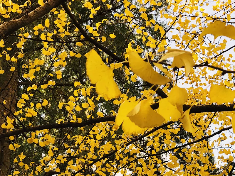 香山话立冬