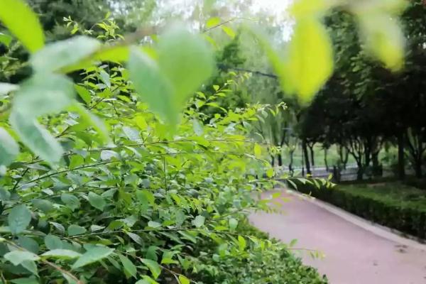 这个绿柳成荫、凉爽宜人的免费公园美得很特别~！