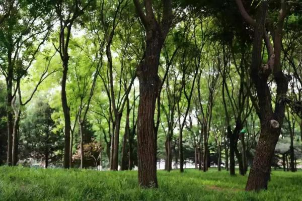 这个绿柳成荫、凉爽宜人的免费公园美得很特别~！