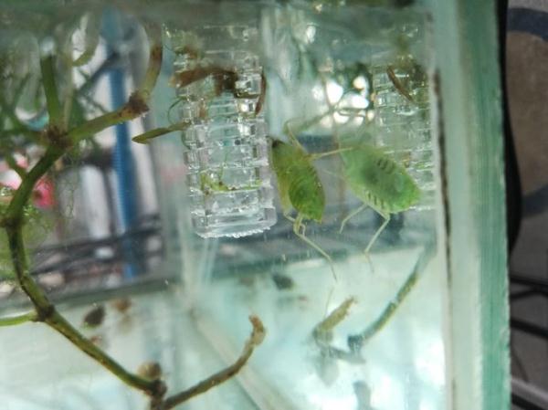 科普 | 北京的蜻蜓