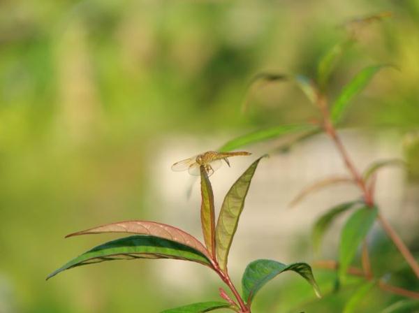 科普 | 北京的蜻蜓