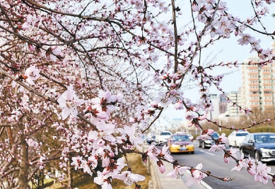 山桃花盛开东二环