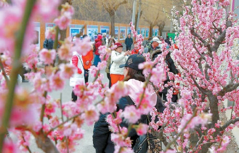怀柔响水湖梅花展人气旺