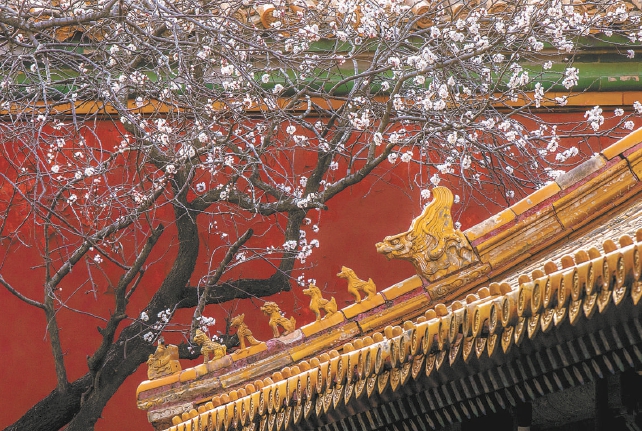 好春藏不住 故宫杏花开