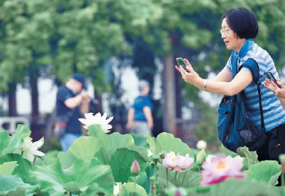 圆明园千余亩荷花盛夏斗艳