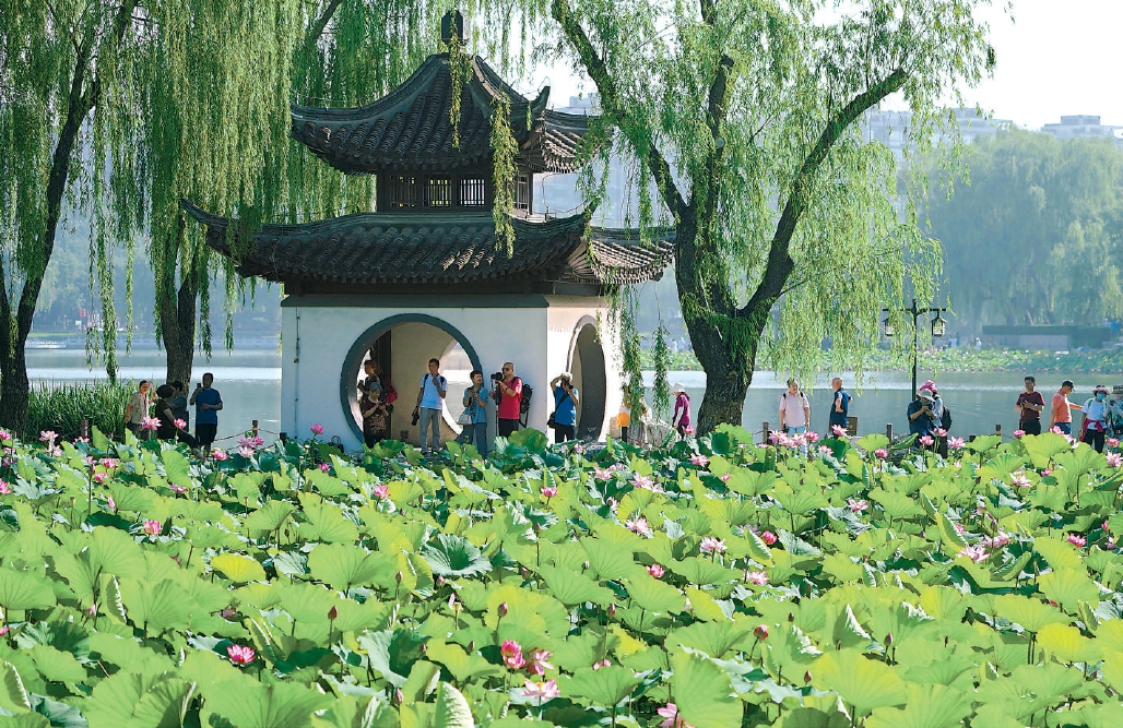 陶然亭公园华夏名亭园旁，古柳垂堤，清风徐徐，堤旁一片片如诗如画的荷花，竞相绽放。 刘平 摄