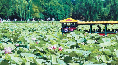圆明园遗址公园，池塘里碧波荡漾，荷叶连天，乘船赏荷，别有一番情趣。王海欣摄