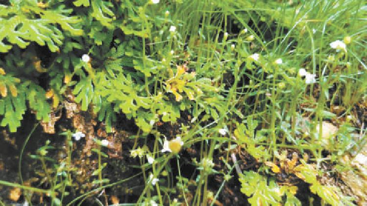 根茎纤细，米粒大小的花上有4枚花瓣的就是尖帽草。（王朝 摄）