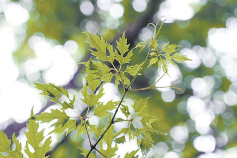 百花山葡萄野外植株。 供图/百花山自然保护区