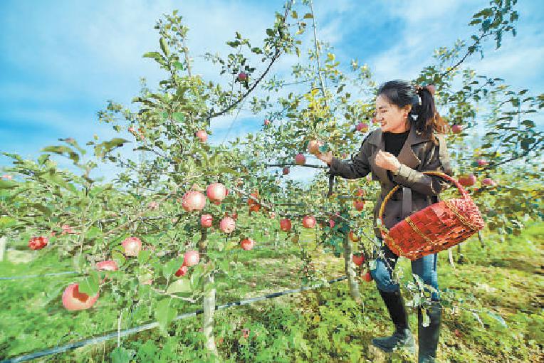 市民在延庆区八达岭镇里炮村的果园里采摘游玩。（潘之望 摄）