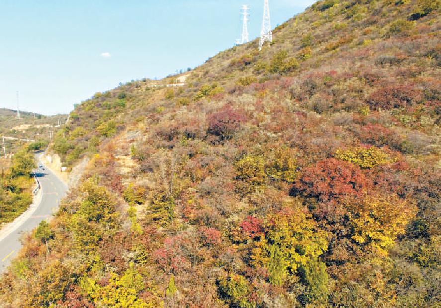西山红叶好，霜重色愈浓。因近期持续的冷空气和秋雨影响，门头沟区潭王路沿线的红叶逐渐变色，呈现出美丽的秋景。 （王海欣 摄）
