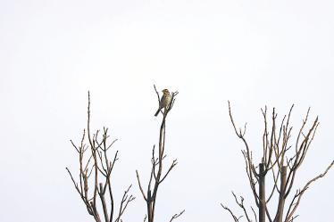 小鹀
