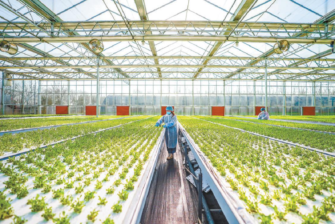 在南六环外一处蔬菜种植基地的现代化温室内，工作人员在打理供应冬奥村的蔬菜。（武亦彬 摄）