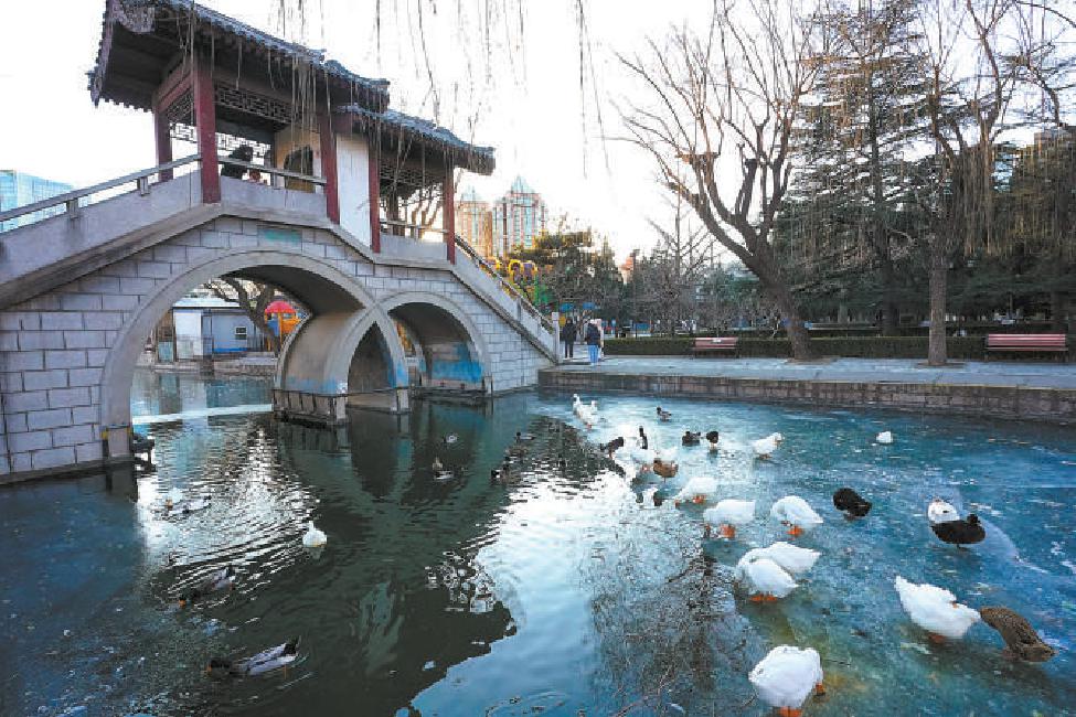 2021年12月26日，寒风刺骨。在团结湖公园，野鸭、白鹅等水禽有的悠然地在水面上游弋，有的在冰面上觅食，吸引不少市民驻足观看。