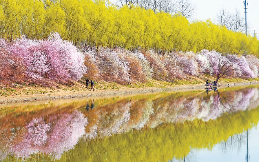 2022年清明假期，在朝阳区坝河两岸，翠柳拂堤，岸边绽放的花朵如彩云般铺陈开来，映在碧波中，描绘出一幅春的画卷。市民们踏青赏花，享受惬意的假日时光。（方非 摄）